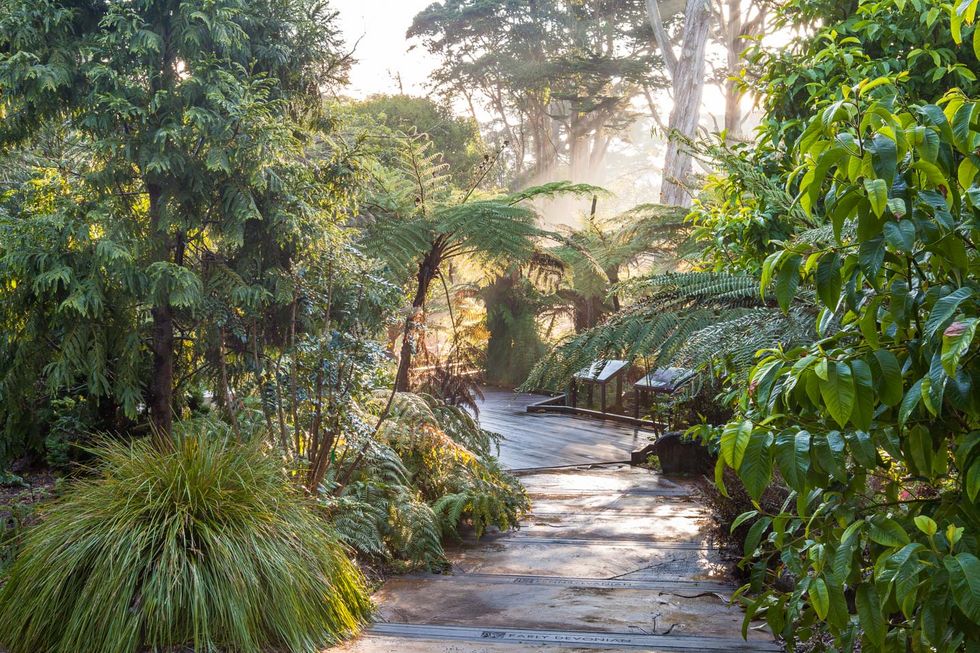 San Francisco Botanical Garden at Strybing Arboretum, San Francisco